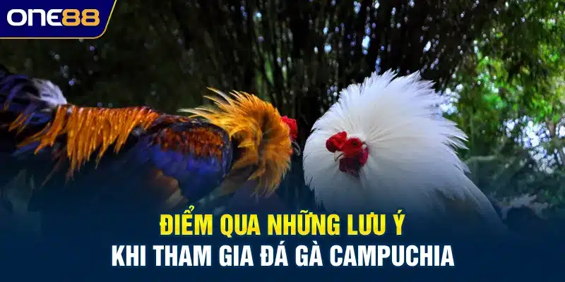Điểm qua những lưu ý khi tham gia đá gà campuchia