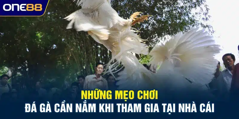 Những mẹo chơi đá gà cần nắm khi tham gia tại nhà cái