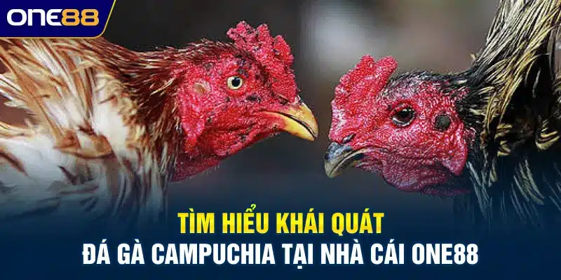 Tìm hiểu khái quát đá gà campuchia tại nhà cái ONE88