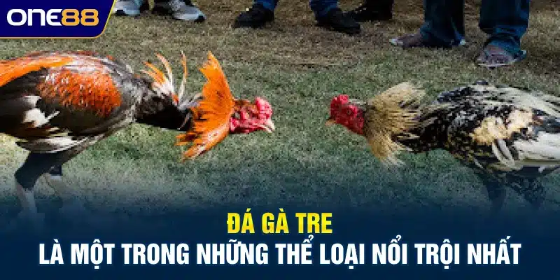 Đá gà tre là một trong những thể loại nổi trội nhất