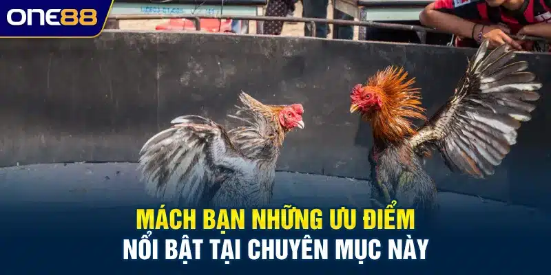 Mách bạn những ưu điểm nổi bật tại chuyên mục này