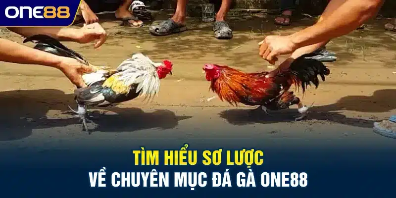 Tìm hiểu sơ lược về chuyên mục đá gà ONE88