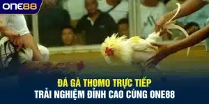 Đá gà Thomo trực tiếp