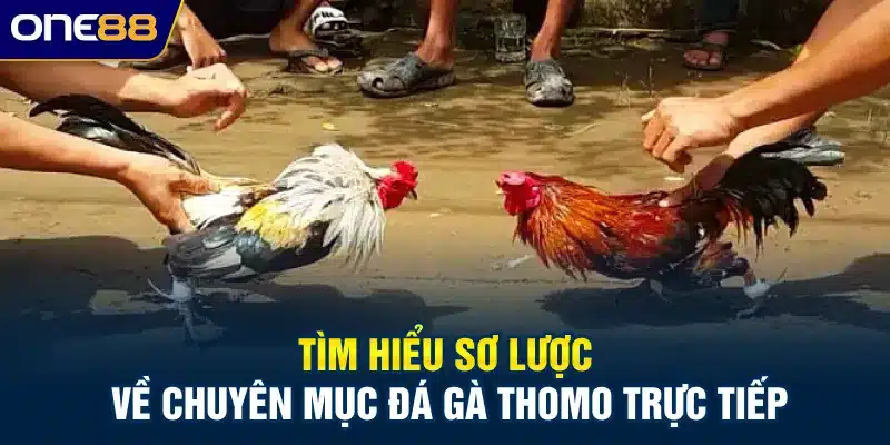 Tìm hiểu sơ lược về chuyên mục đá gà thomo trực tiếp